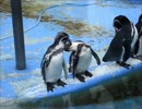 【高岡古城公園】ペンギンさんの毛づくろい２【動物園】