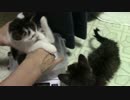 【生後107日】きょうの仔猫【蒼民家の猫々】
