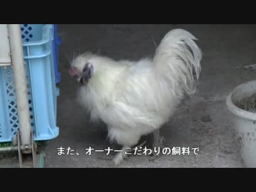 最高のフレンチトーストを作ろう！(材料調達編)