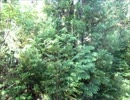 【自然音】田舎の蝉の鳴き声8min【Nature Sound】