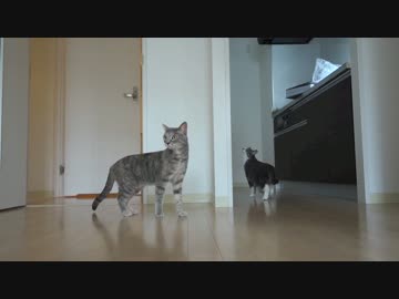 【モアクリ】 ネコとお引越し (2/3) 困惑の巻