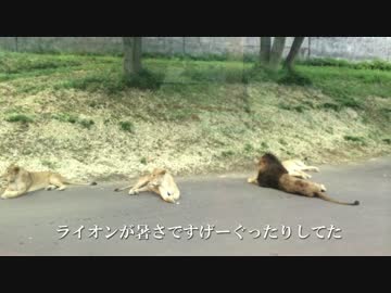 【猫観察番外編】ネコ科の動物を観察しに動物園にきてみた