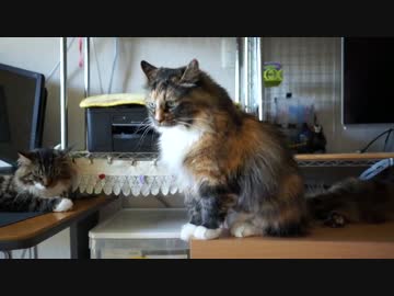 【#272】 ごろんごろーん　【猫万歳】