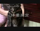 【生後108日】きょうの仔猫【蒼民家の猫々】