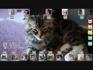 【#273】 猫紹介・関連図　【猫万歳】