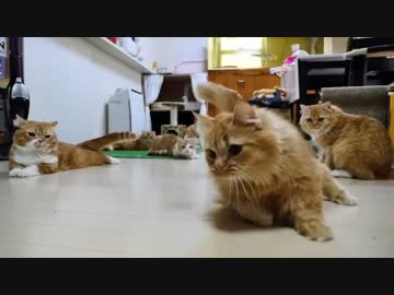 【マンチカンズ】ドリフトにゃんこ