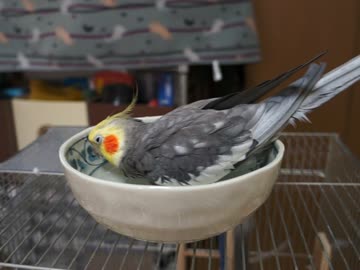 ぱしゃぱしゃオカメインコ