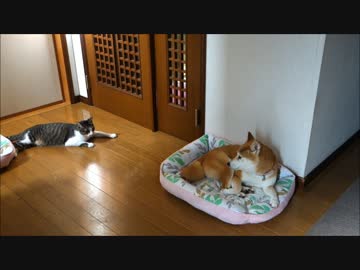 ドアで遊ぶ猫と集合する柴犬たち