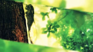 ツクツクボウシの鳴き声を曲にしてみた。2014