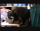 きょうの【蒼民家の猫々】