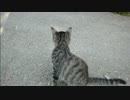 【閲覧注意】とある田舎の猫事情　～捕食未遂編～