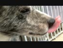 【秋田犬】ただいま！【海くん】