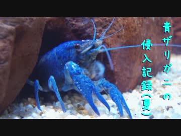 青ザリガニの侵入記録（夏）