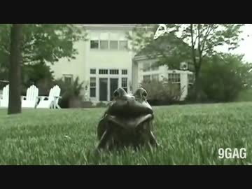 動物の変な泣き声特集