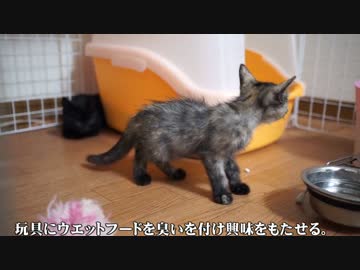 【#274】 子猫保護した　【猫万歳】