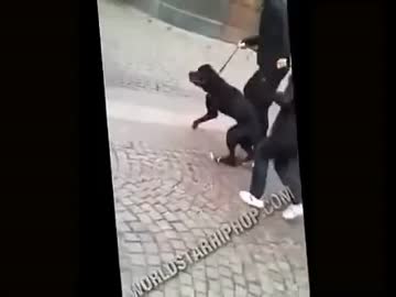 散歩中の飼い犬が子供を・・
