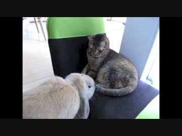 ぬこうさ詰め合わせ