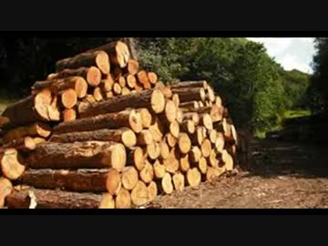 「TIMBER」WECANNOT