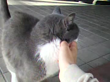 近所の猫