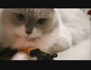 サダテロリスト