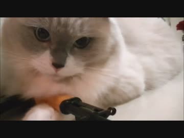 サダテロリスト