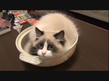 ラグドールのレオ　Vol.35 今さらねこ鍋に挑戦する猫