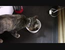 きょうの【蒼民家の猫々】