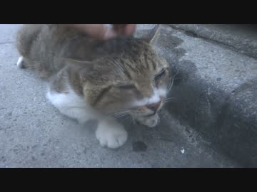 屈強なオス猫、またたびとモフりでひどい恍惚っぷりを見せる