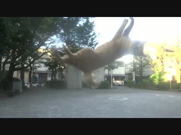 【公園猫戦争】公園の茶トラ猫兄弟の恐るべきフィジカルをご覧下さい