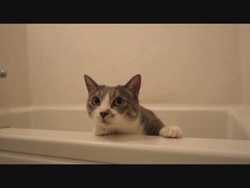 【モアクリ】 ネコとお引越し (3/3) 探索の巻