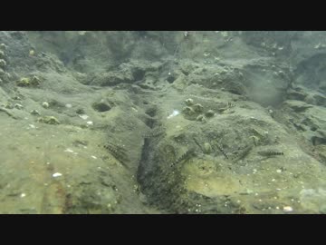 潮溜まり～エビと小ハゼ～