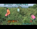 ルーマニア・ブルガリアの旅１５「ばら祭り１」