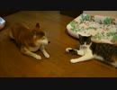 猫のペロペロに見入る柴犬