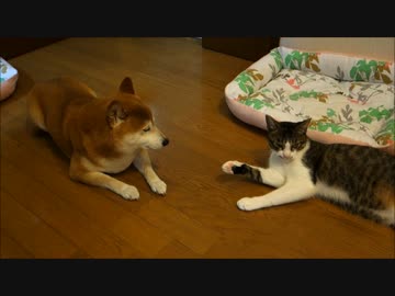 猫のペロペロに見入る柴犬