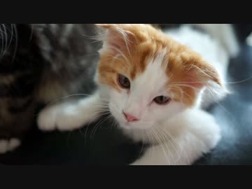 【#276】 仲良く遊ぶ　【猫万歳】