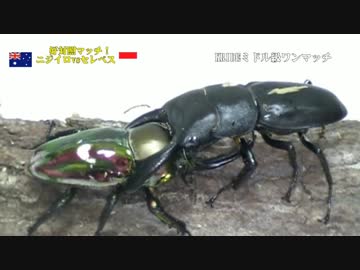 【甲虫格闘技】KRIDE.26