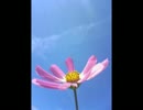美GUMI  -  Flower （話しかけてごらん）