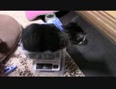 【生後112日】きょうの仔猫【蒼民家の猫々】