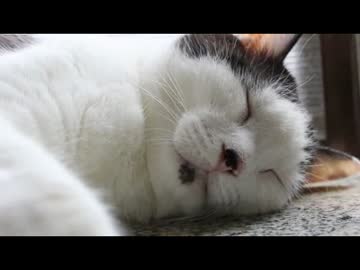 ちゃとらとはちわれ　2014モカの出番