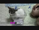 【生後約119日】きょうの仔猫_薩摩’ｓ【蒼民家の猫々】