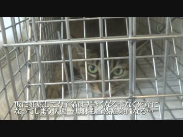 【メス猫の捕獲ドキュメント4】メスキジトラの避妊手術完了、意外な結末