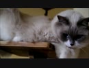 猫登る。