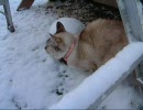あるネコのこと　雪の朝