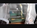 完全脱出したオカメインコUC