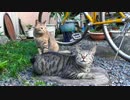 我が家の玄関前、朝の風景【魚くれくれ野良猫】