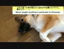 【こいぬ日記】ドッグダンス修得の道〜Way to learn dancing dog〜