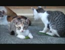 野良ネコさんの赤ちゃんに猫じゃらしをプレゼントしてみた