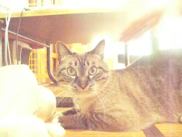 凶暴な野良猫ジャンくんが気遣いの過ぎる猫に