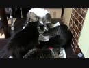 こんしゅうのおやつ【蒼民家の猫々】