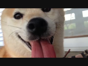 夏、犬、